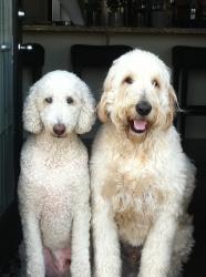 Lincoln and Parker (the boys)