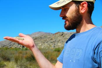 Chameleon in Koue Bokkeveld