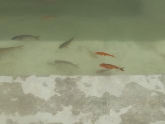 I am good  health man