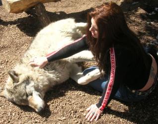 Petting a Wolf in Colorado