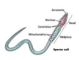 SPERM