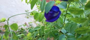 Need financial help in return