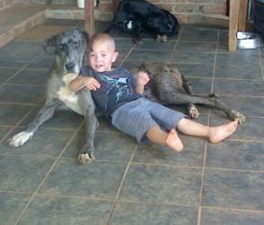 playing with the graet dane